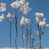 baumraeume vonderseite